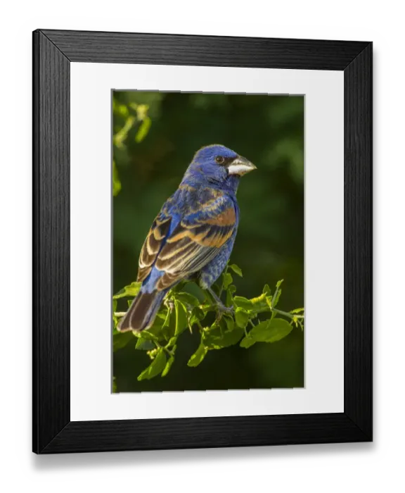 Framed Print : USA, Texas, Hidalgo County. Rear close-up of male blue grosbeak on branch. Credit as Framed Print : USA, Texas, Hidalgo County. Rear close-up of male blue grosbeak on branch. Credit as