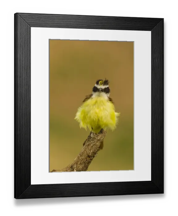Framed Print : USA, Texas, Hidalgo County. Frontal view of fluffy kiskadee on stump Framed Print : USA, Texas, Hidalgo County. Frontal view of fluffy kiskadee on stump