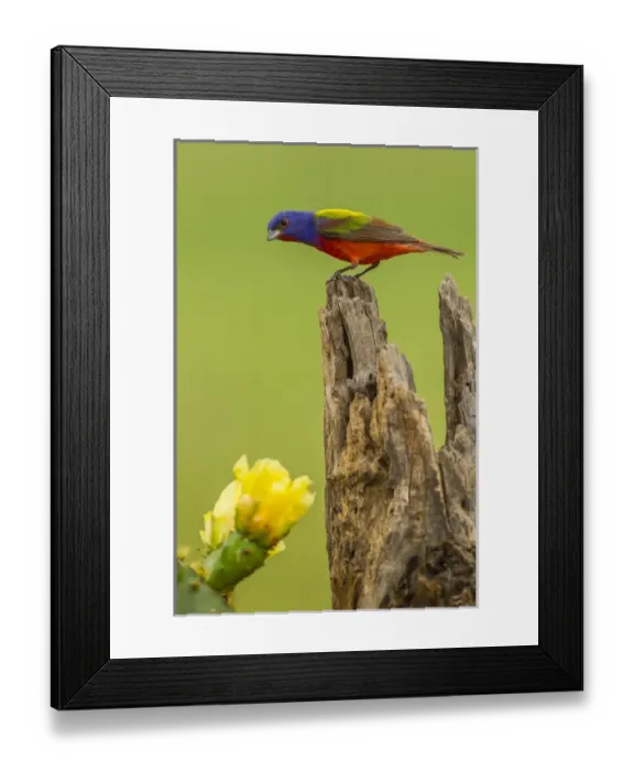 Framed Print : USA, Texas, Hidalgo County. Male painted bunting on stump next to prickly pear blossoms Framed Print : USA, Texas, Hidalgo County. Male painted bunting on stump next to prickly pear blossoms
