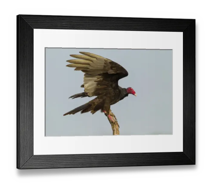 Framed Print : USA, Texas, Hidalgo County. Close-up of turkey vulture on stump