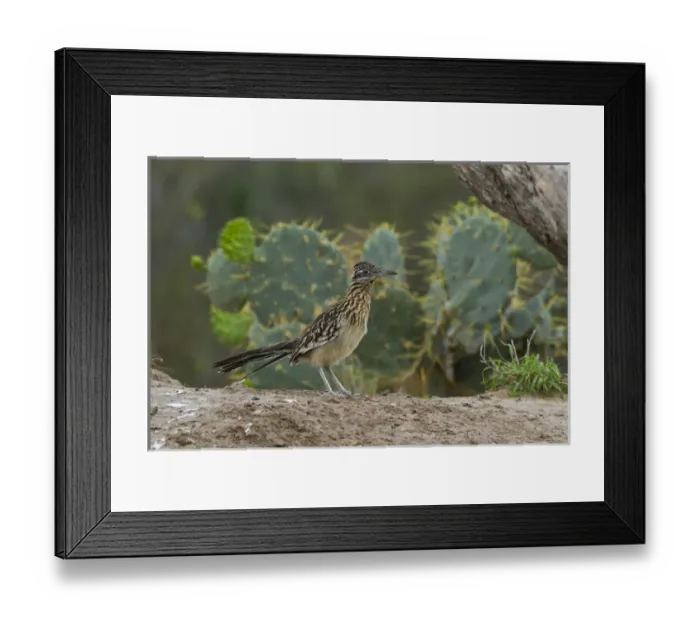 Framed Print : USA, Texas, Hidalgo County. Close-up of roadrunner bird next to cacti. Credit as Framed Print : USA, Texas, Hidalgo County. Close-up of roadrunner bird next to cacti. Credit as
