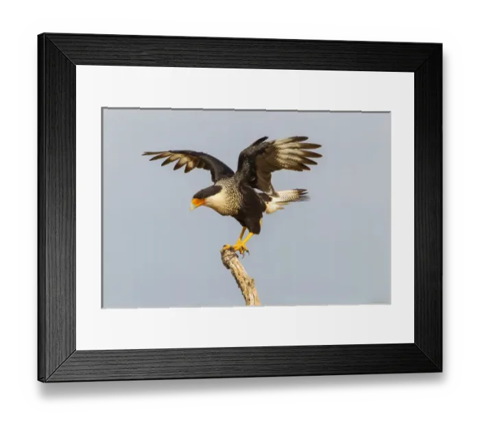 Framed Print : USA, Texas, Hidalgo County. Adult crested caracara on tree stump