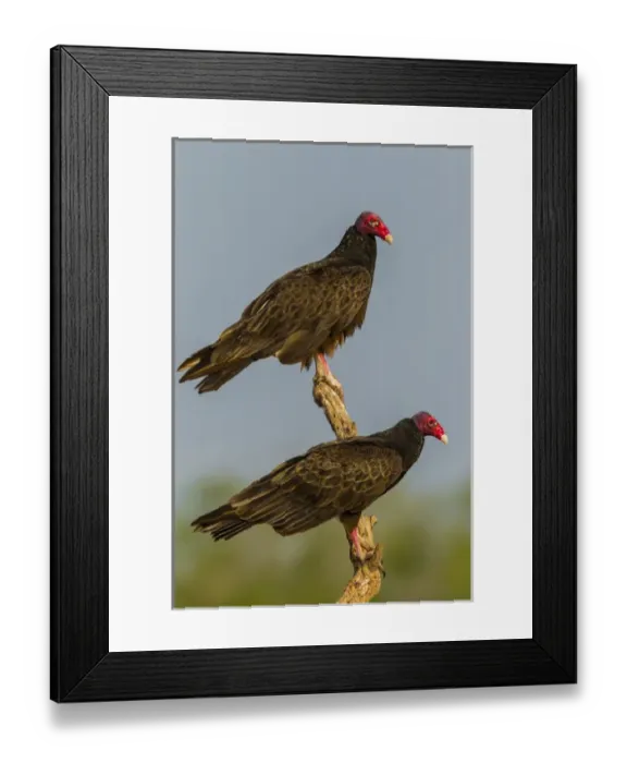 Framed Print : USA, Texas, Hidalgo County. Close-up of turkey vulture pair on stump