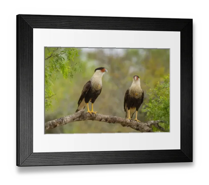Framed Print : USA, Texas, Hidalgo County. Adult crested caracara pair on tree limb