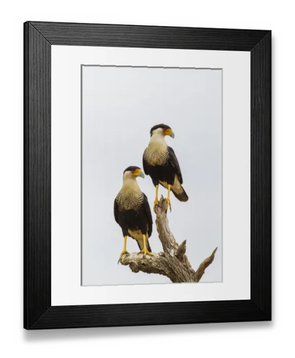 Framed Print : USA, Texas, Hidalgo County. Adult crested caracara pair on tree stump. Credit as Framed Print : USA, Texas, Hidalgo County. Adult crested caracara pair on tree stump. Credit as
