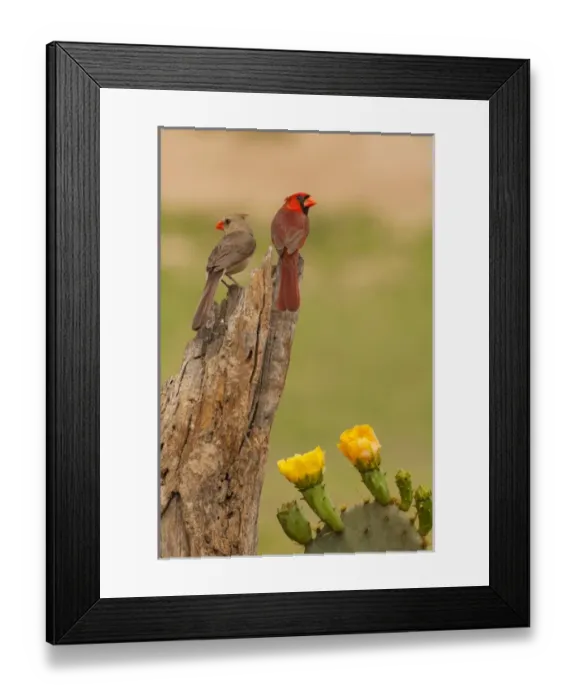 Framed Print : USA, Texas, Hidalgo County. Cardinal pair on stump next to prickly pear blossoms Framed Print : USA, Texas, Hidalgo County. Cardinal pair on stump next to prickly pear blossoms