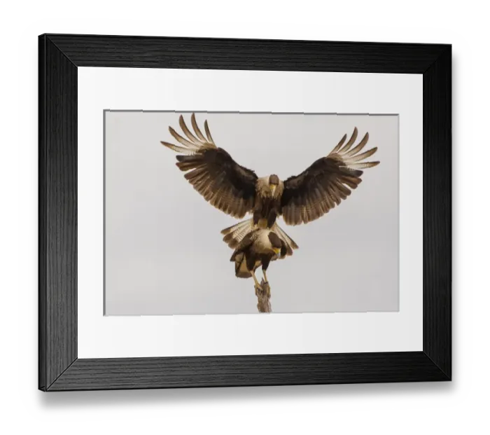 Framed Print : USA, Texas, Hidalgo County. Crested caracara pair mating Framed Print : USA, Texas, Hidalgo County. Crested caracara pair mating