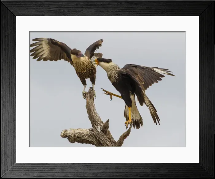 Framed Print : USA, Texas, Hidalgo County. Juvenile and adult crested caracaras vying for space on stump