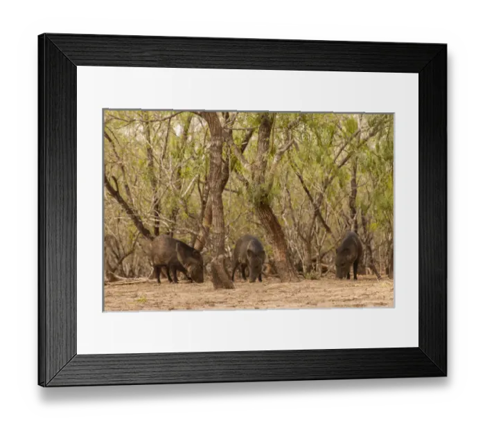 Framed Print : USA, Texas, Hidalgo County. Three javelinas or collared peccaries amid trees. Credit as Framed Print : USA, Texas, Hidalgo County. Three javelinas or collared peccaries amid trees. Credit as