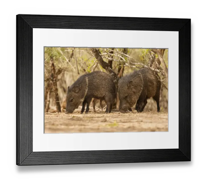 Framed Print : USA, Texas, Hidalgo County. Close-up of javelinas or collared peccaries. Credit as Framed Print : USA, Texas, Hidalgo County. Close-up of javelinas or collared peccaries. Credit as