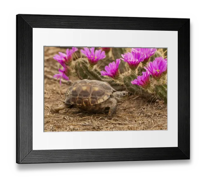 Framed Print : USA, Texas, Hidalgo County. Berlandiers tortoise and strawberry pataya blossoms on cacti Framed Print : USA, Texas, Hidalgo County. Berlandiers tortoise and strawberry pataya blossoms on cacti