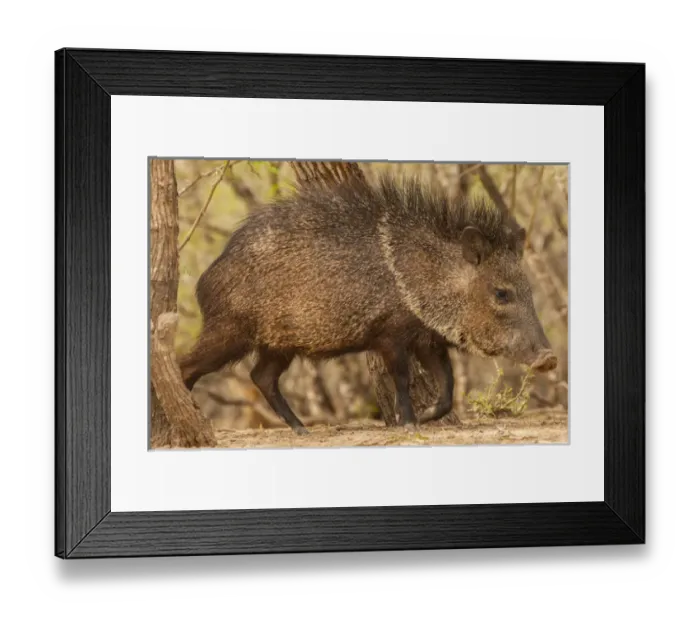 Framed Print : USA, Texas, Hidalgo County. Close-up of javelina or collared peccary