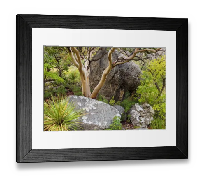 Framed Print : USA, Texas, Guadalupe Mountains National Park. Scenic with Texas madrona tree. Credit as Framed Print : USA, Texas, Guadalupe Mountains National Park. Scenic with Texas madrona tree. Credit as
