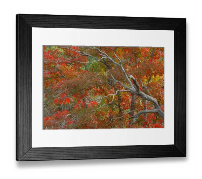 Framed Print : USA, Texas, Guadalupe Mountains National Park. Bigtooth maple trees in autumn color Framed Print : USA, Texas, Guadalupe Mountains National Park. Bigtooth maple trees in autumn color