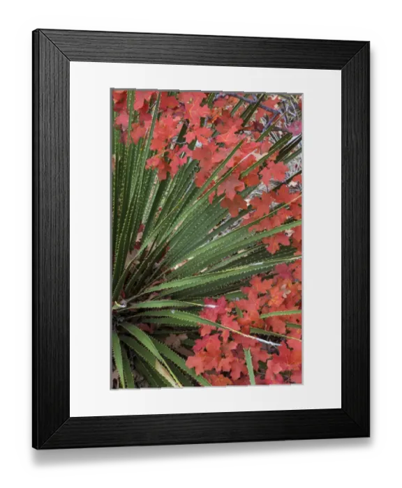 Framed Print : USA, Texas, Guadalupe Mountains National Park. Bigtooth maple leaves and sotol. Credit as Framed Print : USA, Texas, Guadalupe Mountains National Park. Bigtooth maple leaves and sotol. Credit as