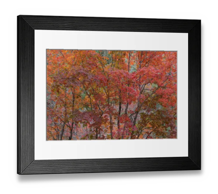 Framed Print : USA, Texas, Guadalupe Mountains National Park. Scenic of bigtooth maple trees. Credit as