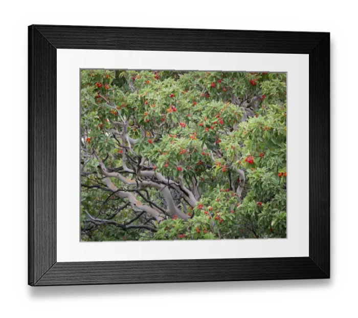 Framed Print : USA, Texas, Guadalupe Mountains National Park. Texas madrona tree with berries. Credit as