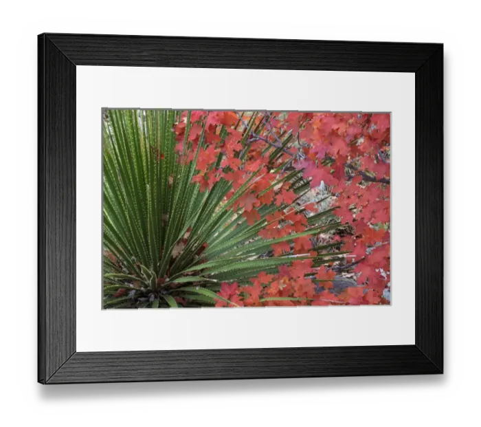 Framed Print : USA, Texas, Guadalupe Mountains National Park. Bigtooth maple leaves and sotol. Credit as Framed Print : USA, Texas, Guadalupe Mountains National Park. Bigtooth maple leaves and sotol. Credit as