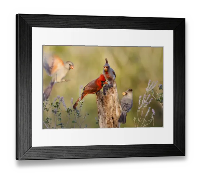 Framed Print : Northern Cardinal (Cardinalis cardinalis) and Pyrrhuloxia (Cardinalis sinuatus) perched Framed Print : Northern Cardinal (Cardinalis cardinalis) and Pyrrhuloxia (Cardinalis sinuatus) perched