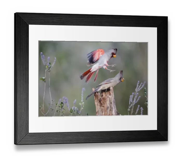 Framed Print : Pyrrhuloxia (Cardinalis sinuatus) pair in sweet stem bush
