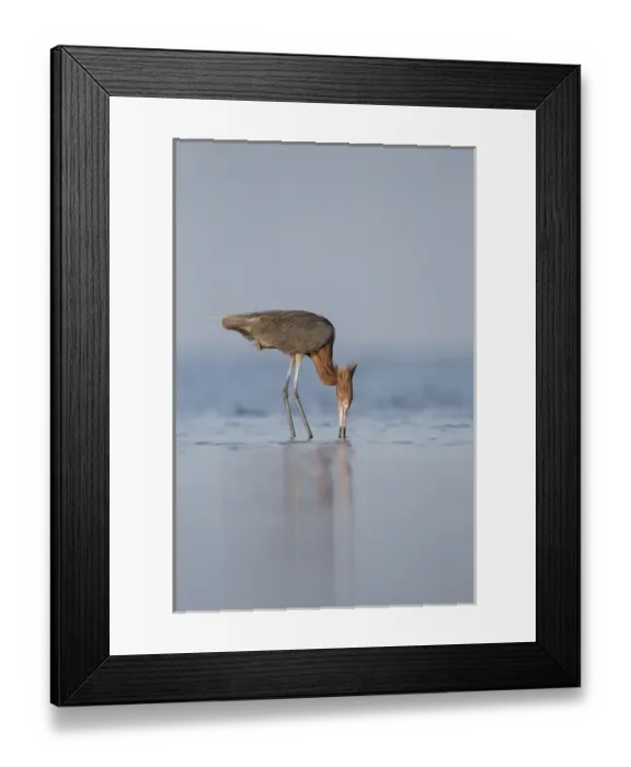 Framed Print : Reddish Egret (Egretta rufescens) feeding Framed Print : Reddish Egret (Egretta rufescens) feeding