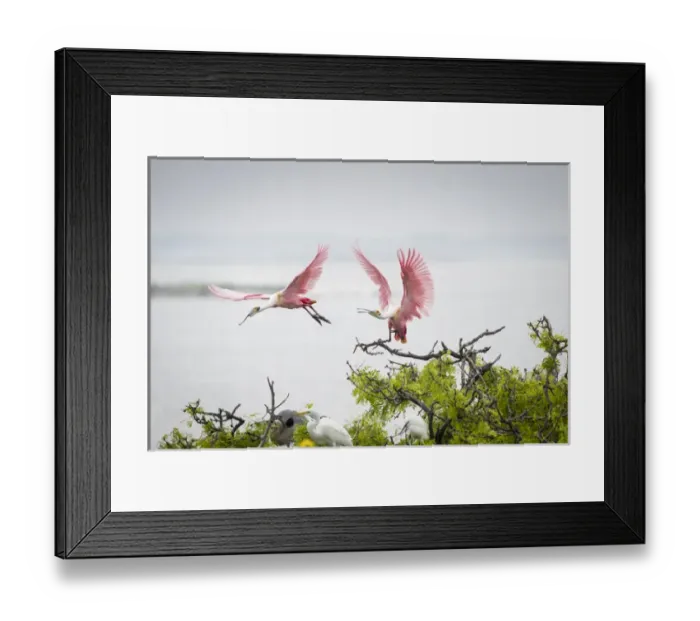 Framed Print : Roseate Spoonbills (Ajaia ajaja) landing in nest colony