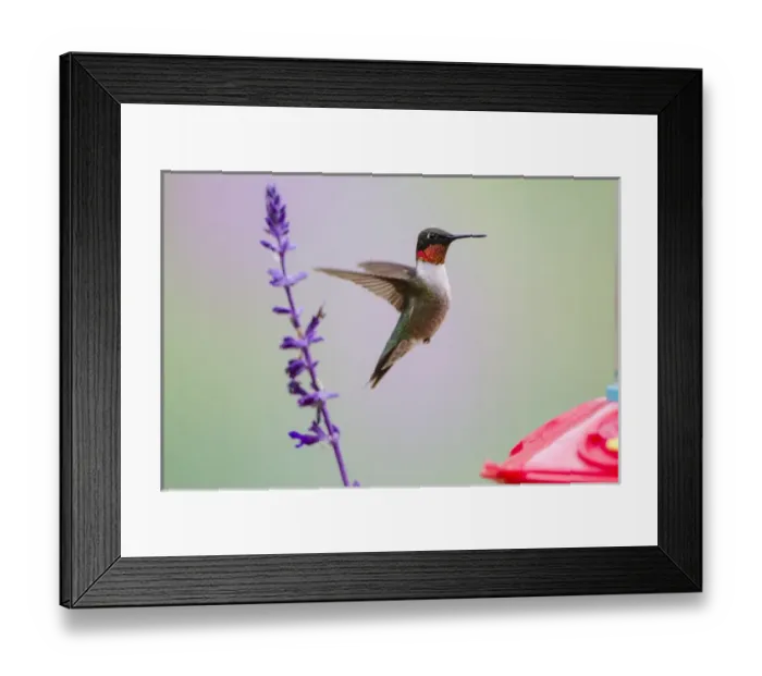 Framed Print : Ruby-throated Hummingbird (Archilochus colubris) male feeding Framed Print : Ruby-throated Hummingbird (Archilochus colubris) male feeding