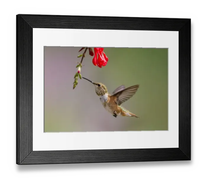 Framed Print : Rufous Hummingbird (Selasphorus rufus) juvenile male feeding Framed Print : Rufous Hummingbird (Selasphorus rufus) juvenile male feeding