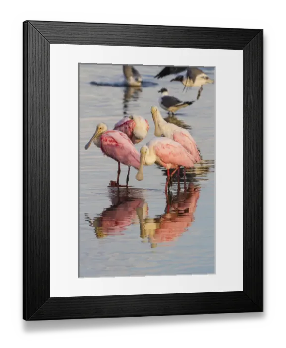 Framed Print : Roseate Spoonbills (Ajaia ajaja) feeding group