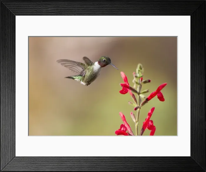 Framed Print : Ruby-throated Hummingbird (Archilochus colubris) male feeding