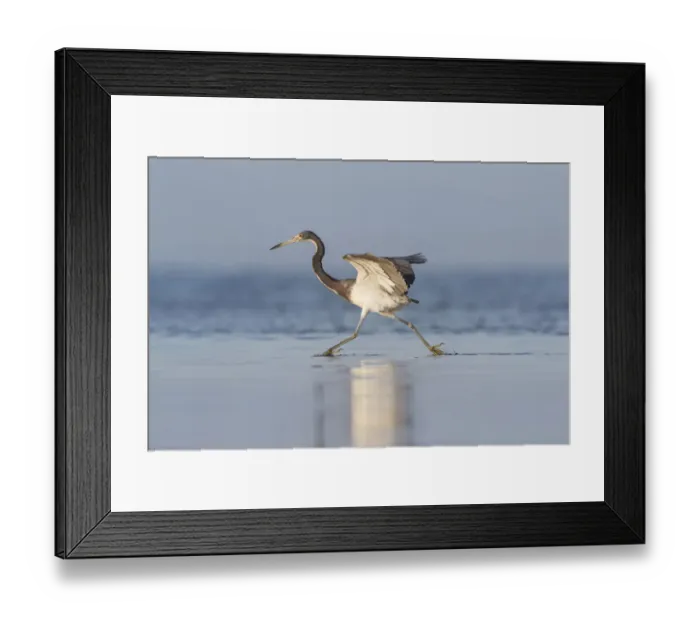 Framed Print : Tri-colored Heron (Egretta tricolor) feeding in saline wetland Framed Print : Tri-colored Heron (Egretta tricolor) feeding in saline wetland