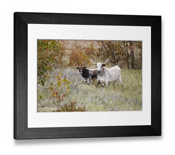 Framed Print : Texas Longhorn cattle in grassland