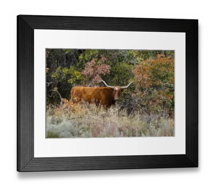 Framed Print : Texas Longhorn cattle in grassland Framed Print : Texas Longhorn cattle in grassland