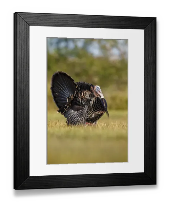 Framed Print : Wild Turkey (Meleagris gallopavo) male strutting