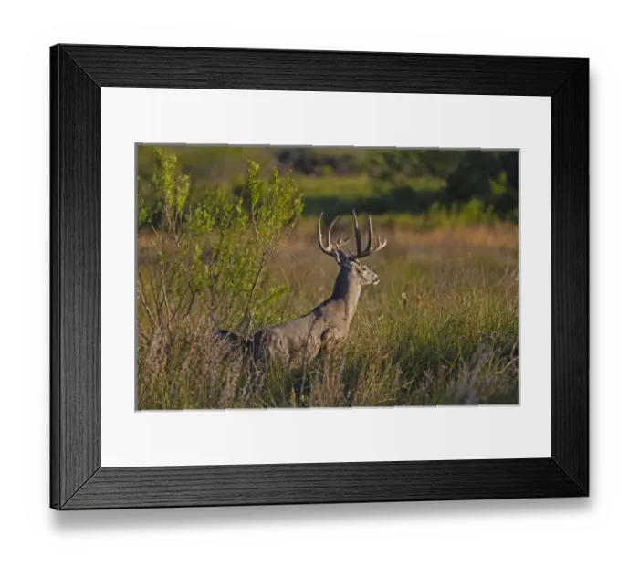 Framed Print : White-tailed Deer (Odocoileus virginianus) male and female in grassland habitat Framed Print : White-tailed Deer (Odocoileus virginianus) male and female in grassland habitat