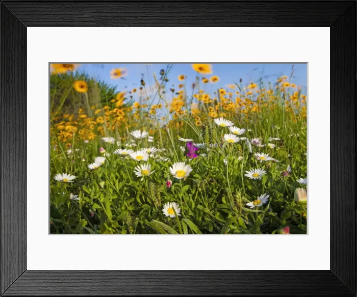 Framed Print : Wildflowers blooming near Rockport, Texas