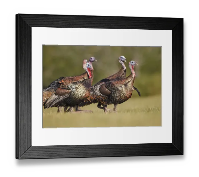 Framed Print : Wild Turkey (Meleagris gallopavo) male Framed Print : Wild Turkey (Meleagris gallopavo) male