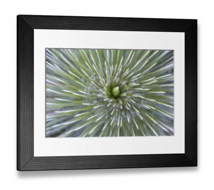 Framed Print : USA, Texas, Guadalupe Mountains National Park. Abstract close-up of soaptree yucca plant Framed Print : USA, Texas, Guadalupe Mountains National Park. Abstract close-up of soaptree yucca plant
