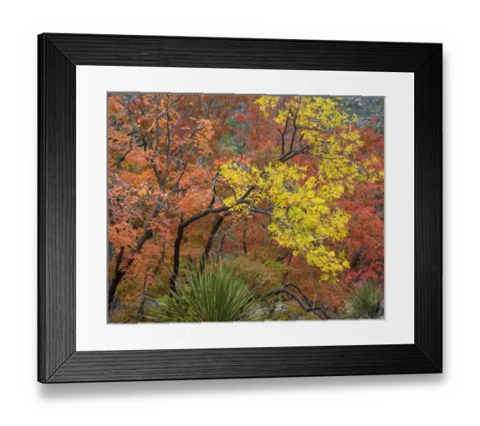 Framed Print : USA, Texas, Guadalupe Mountains National Park. Bigtooth maple trees in fall color