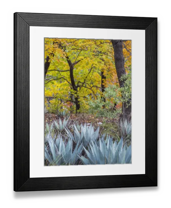 Framed Print : USA, Texas, Guadalupe Mountains National Park. Scenic of McKittrick Canyon. Credit as Framed Print : USA, Texas, Guadalupe Mountains National Park. Scenic of McKittrick Canyon. Credit as