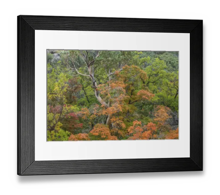Framed Print : USA, Texas, Guadalupe Mountains National Park. Scenic of McKittrick Canyon. Credit as Framed Print : USA, Texas, Guadalupe Mountains National Park. Scenic of McKittrick Canyon. Credit as