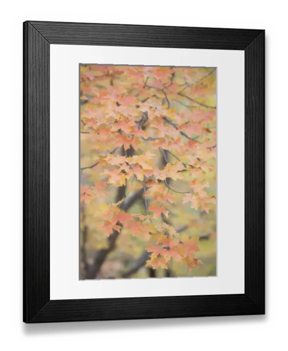 Framed Print : USA, Texas, Guadalupe Mountains National Park. Close-up of bigtooth maple foliage