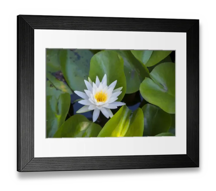 Framed Print : Blooming water lily, Austin, Texas, USA Framed Print : Blooming water lily, Austin, Texas, USA