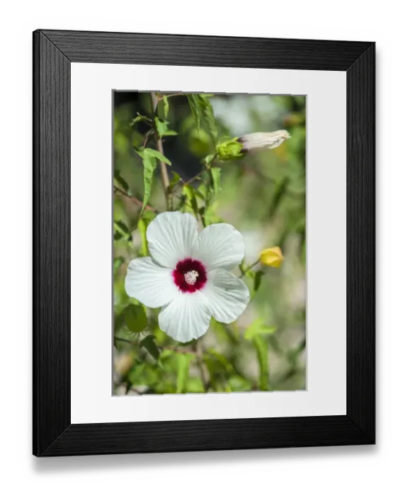 Framed Print : Scarlet Rose-mallow, Austin, Texas, USA Framed Print : Scarlet Rose-mallow, Austin, Texas, USA