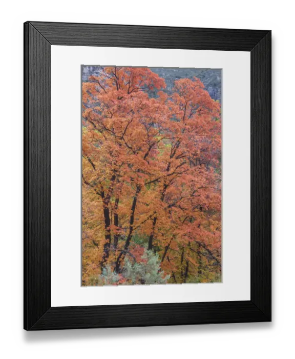 Framed Print : USA, Texas, Guadalupe Mountains National Park. Scenic of McKittrick Canyon. Credit as Framed Print : USA, Texas, Guadalupe Mountains National Park. Scenic of McKittrick Canyon. Credit as