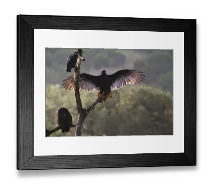 Framed Print : Buzzards Roost near Leaky, Texas Framed Print : Buzzards Roost near Leaky, Texas