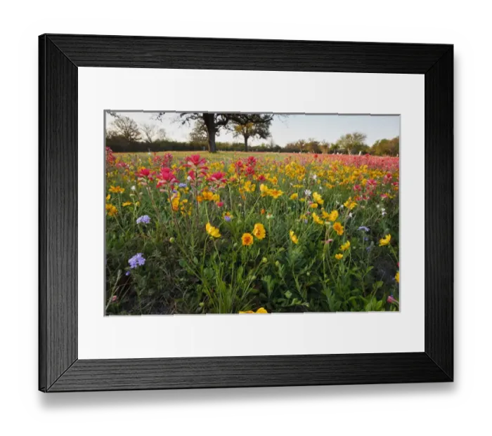 Framed Print : Roadside wildflowers in Texas, spring Framed Print : Roadside wildflowers in Texas, spring