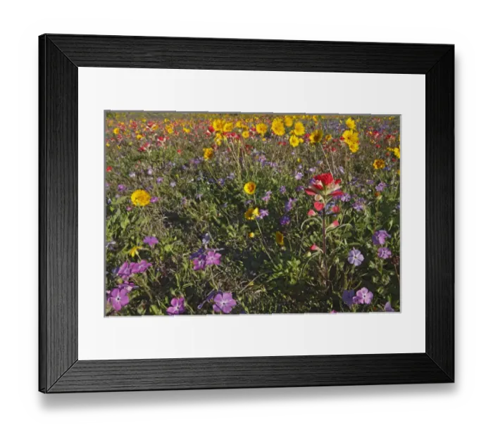 Framed Print : Roadside wildflowers in Texas, spring Framed Print : Roadside wildflowers in Texas, spring