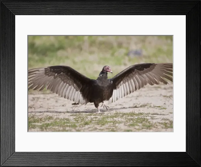 Framed Print : Turkey Vulture (Cathartes Aura) warming