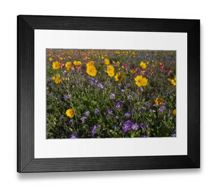 Framed Print : Roadside wildflowers in Texas, spring Framed Print : Roadside wildflowers in Texas, spring